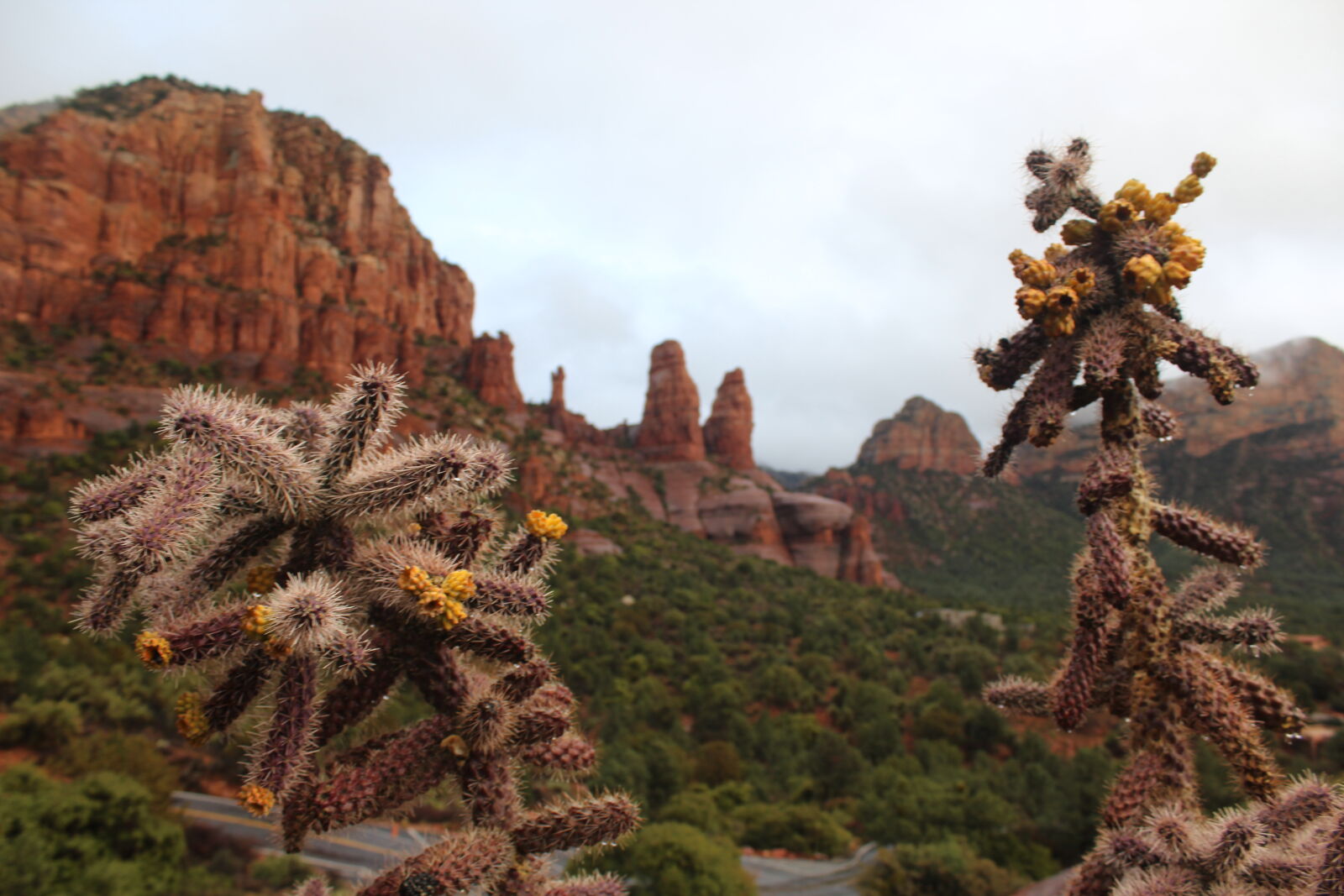 Canon EOS 1200D (EOS Rebel T5 / EOS Kiss X70 / EOS Hi) sample photo. Cactus, desert, rock, rock photography