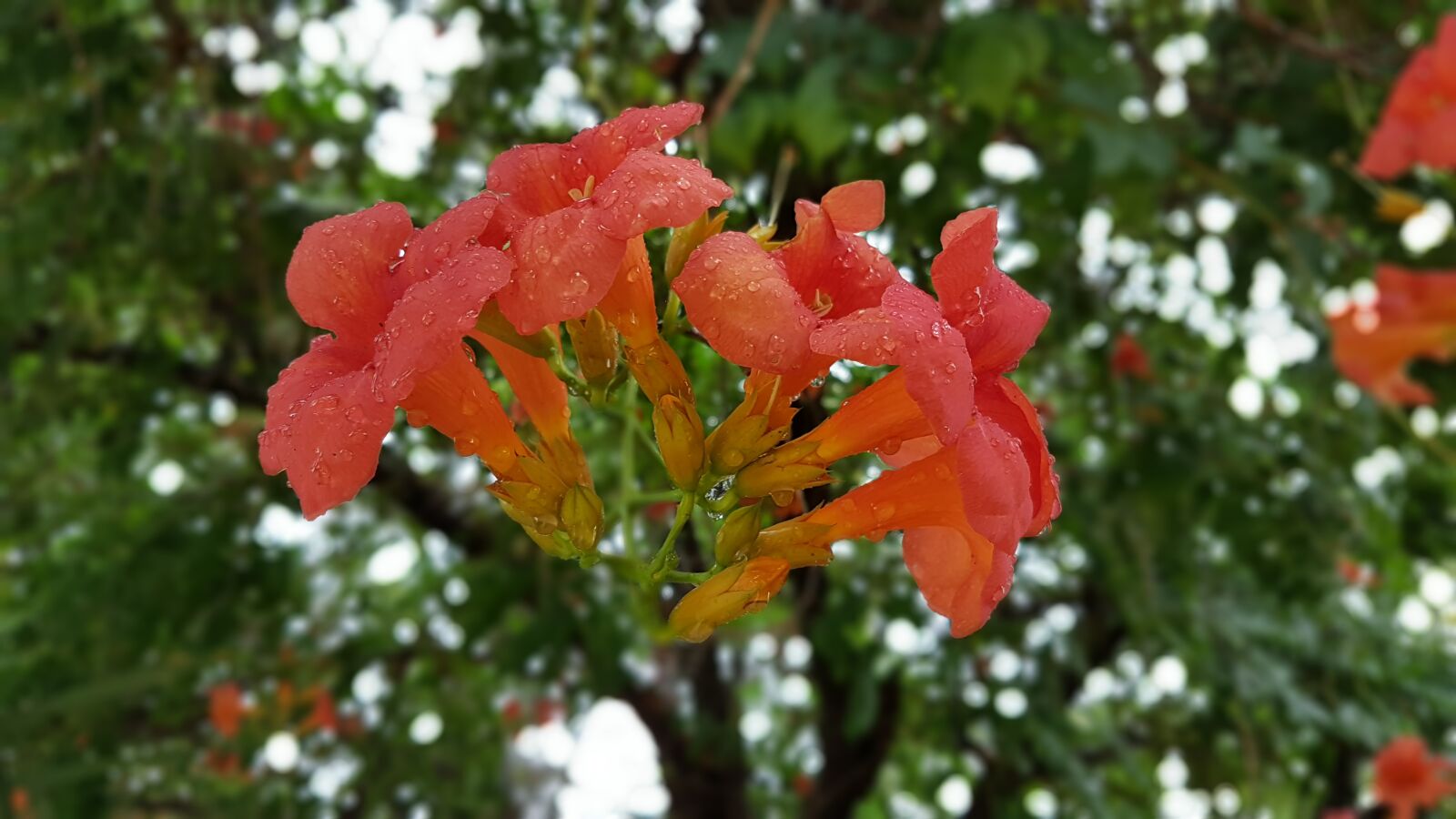 Samsung Galaxy S7 Edge sample photo