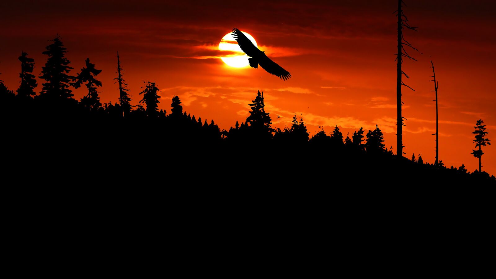 Panasonic Lumix DMC-FZ200 sample photo. Sunset, nature, forest photography