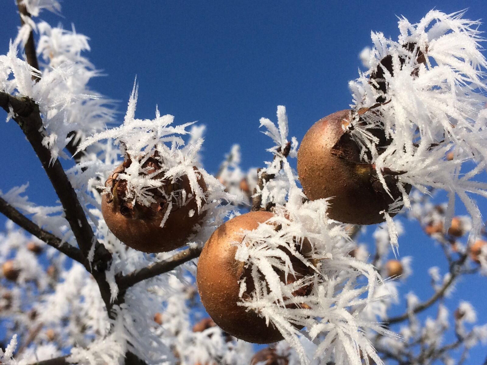iPhone 5s back camera 4.15mm f/2.2 sample photo. Icy, snow, branches photography