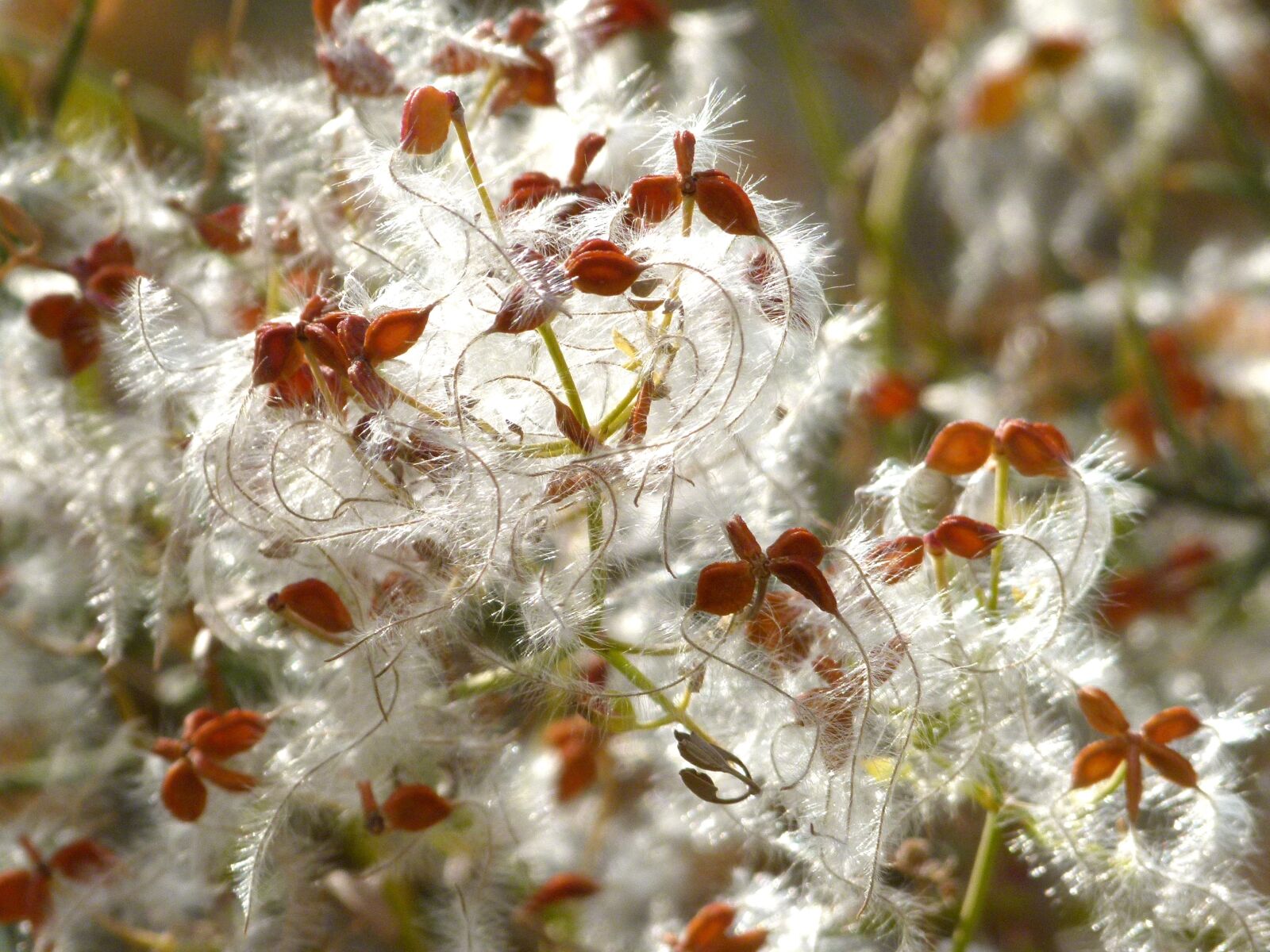 Leica V-Lux 2 sample photo. Plant wildlife, cottony, cotton photography
