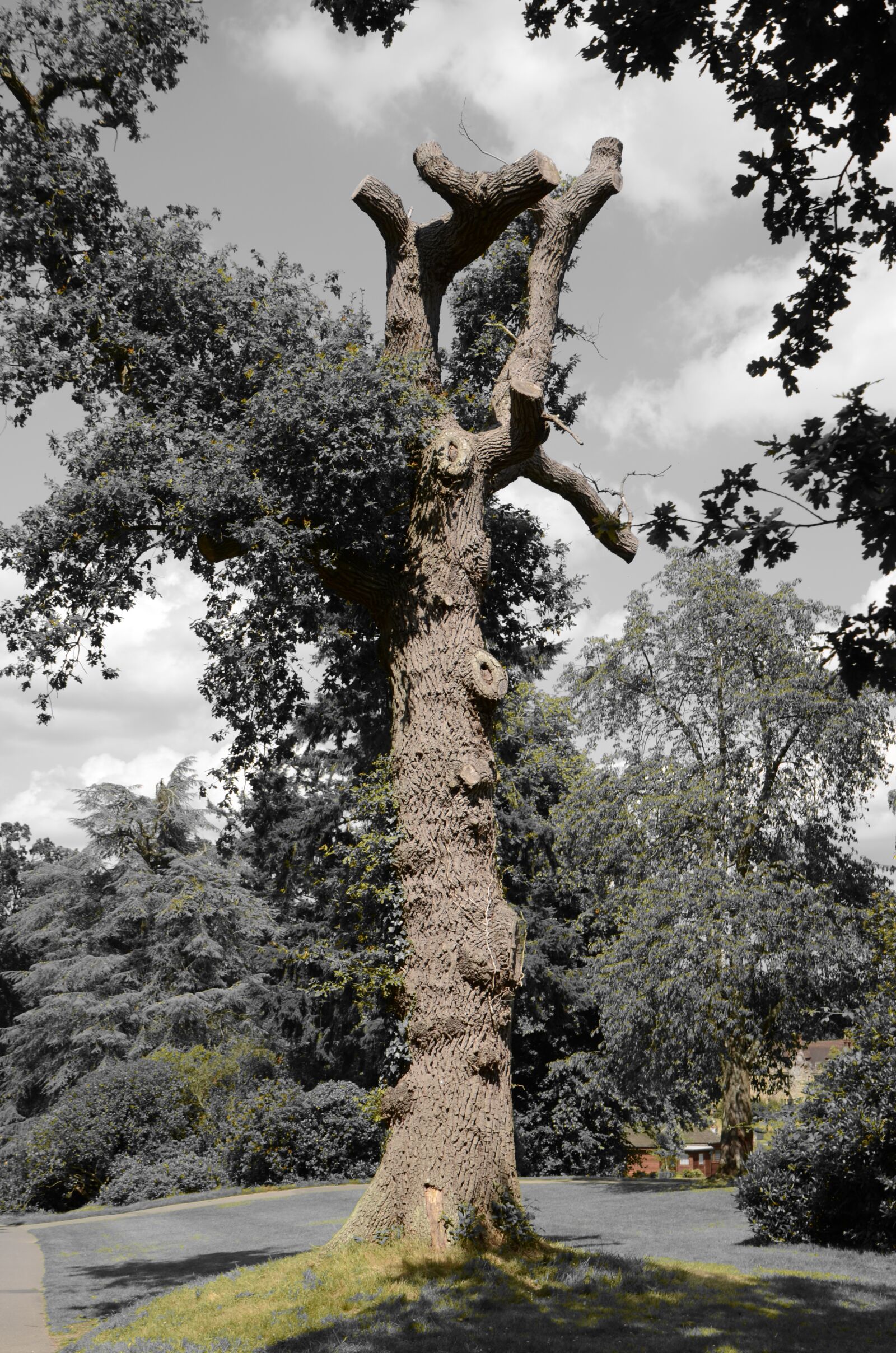 Nikon D5100 sample photo. Tree, nature, landscape photography