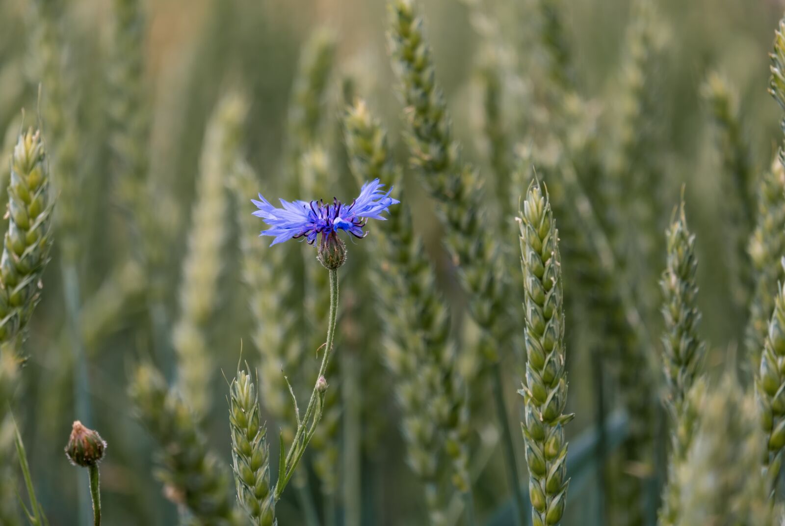Fujifilm X-T30 sample photo. Cornflower, wheat field, cornfield photography