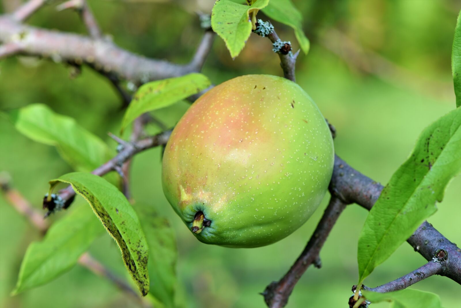 Nikon D7200 sample photo. Chinese flowering quince, quince photography