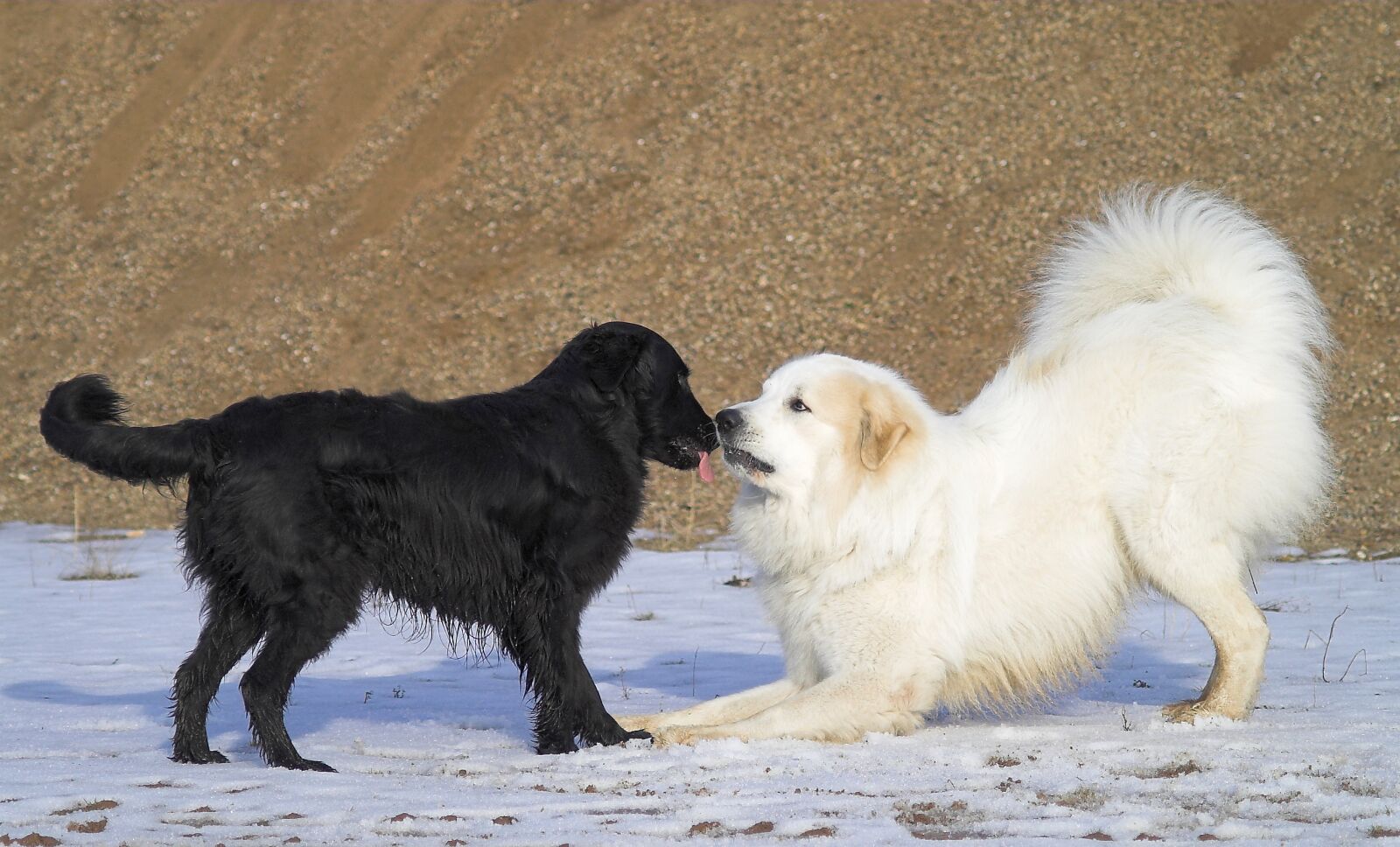KONICA MINOLTA DYNAX 5D sample photo. Dogs, play, game call photography