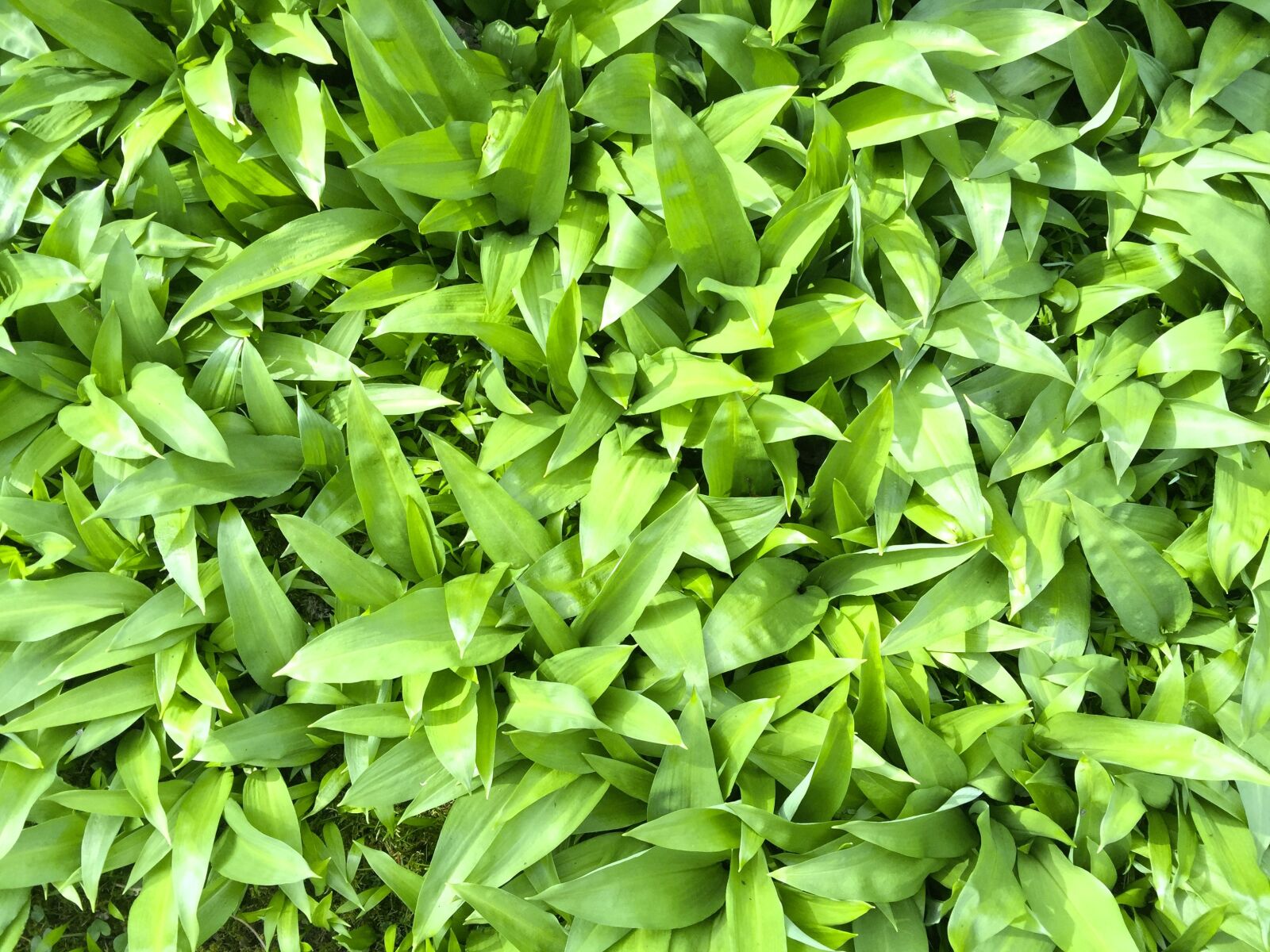 iPhone 6 Plus back camera 4.15mm f/2.2 sample photo. Bear's garlic, allium ursinum photography