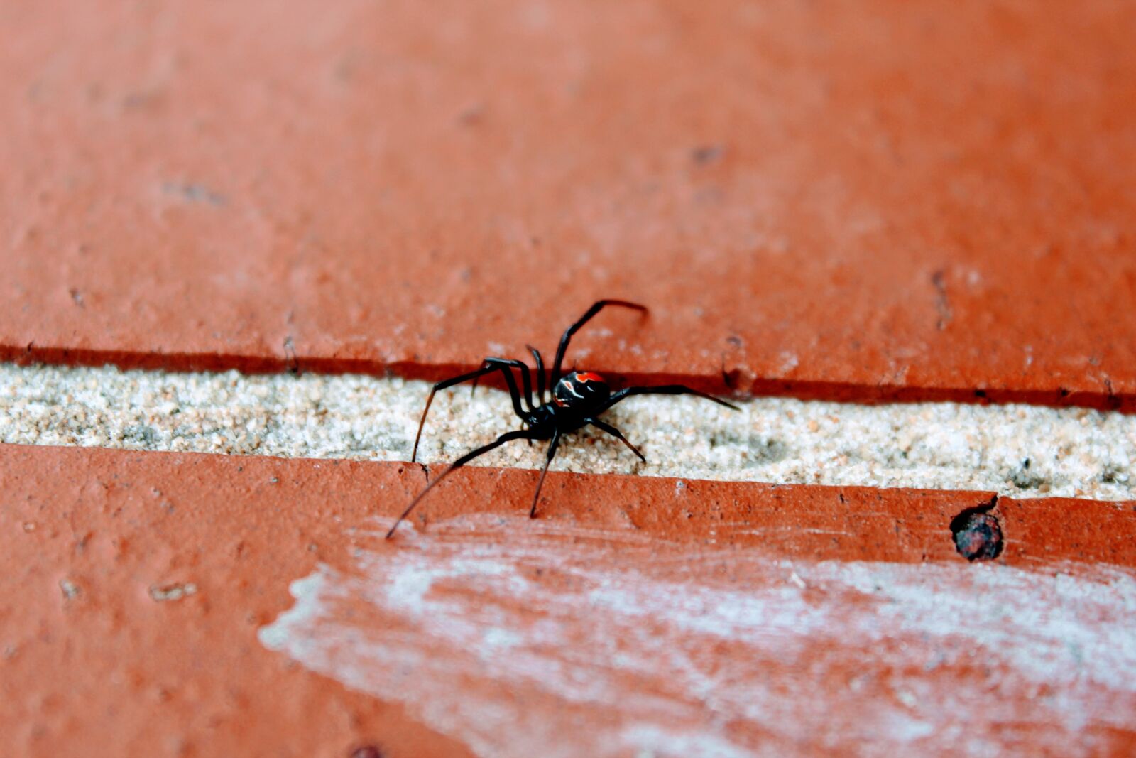 Canon EOS 1200D (EOS Rebel T5 / EOS Kiss X70 / EOS Hi) sample photo. Red-back, australia, nature photography