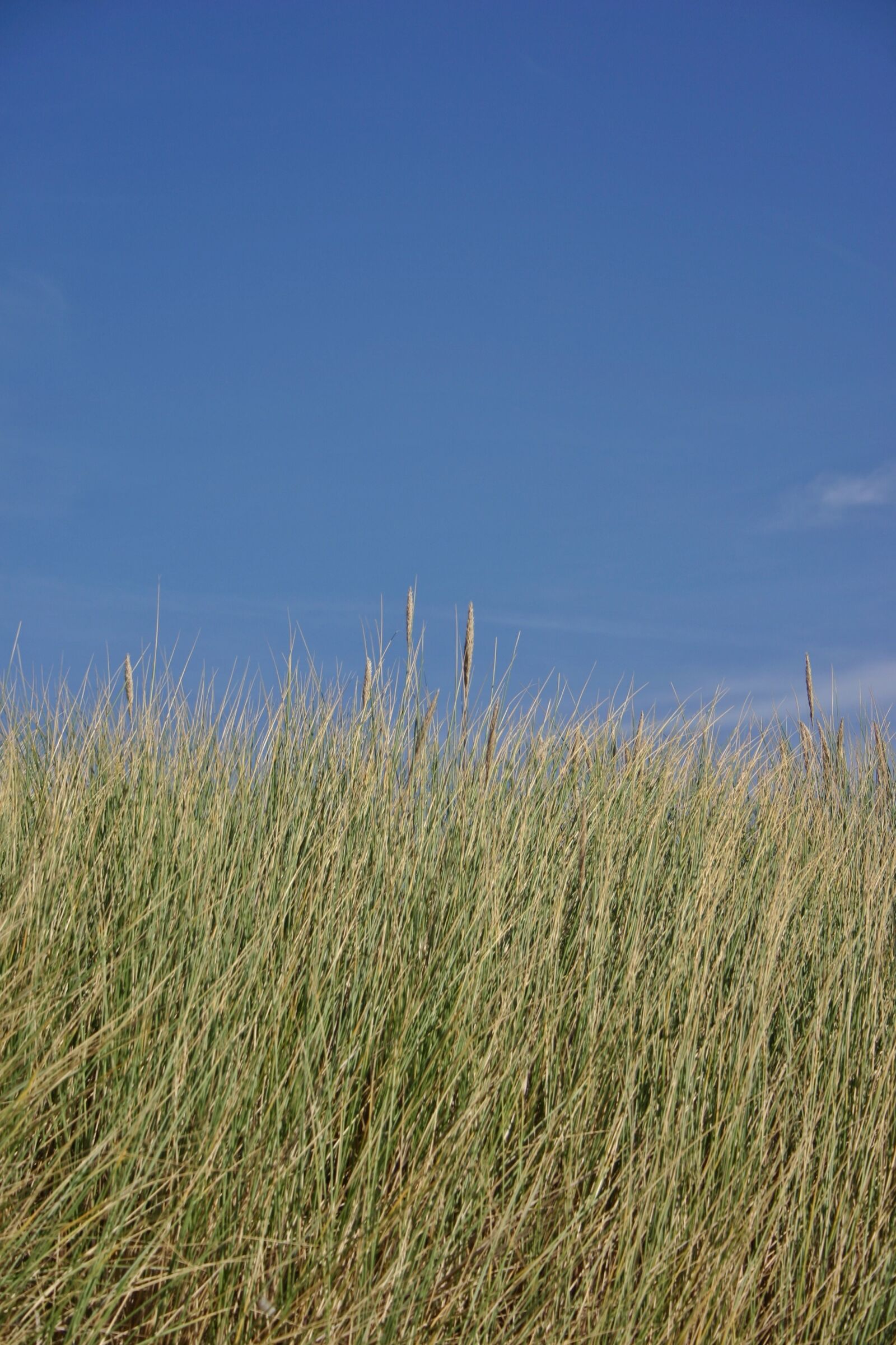 Canon EOS 300D (EOS Digital Rebel / EOS Kiss Digital) sample photo. Dune grass, dunes, grass photography