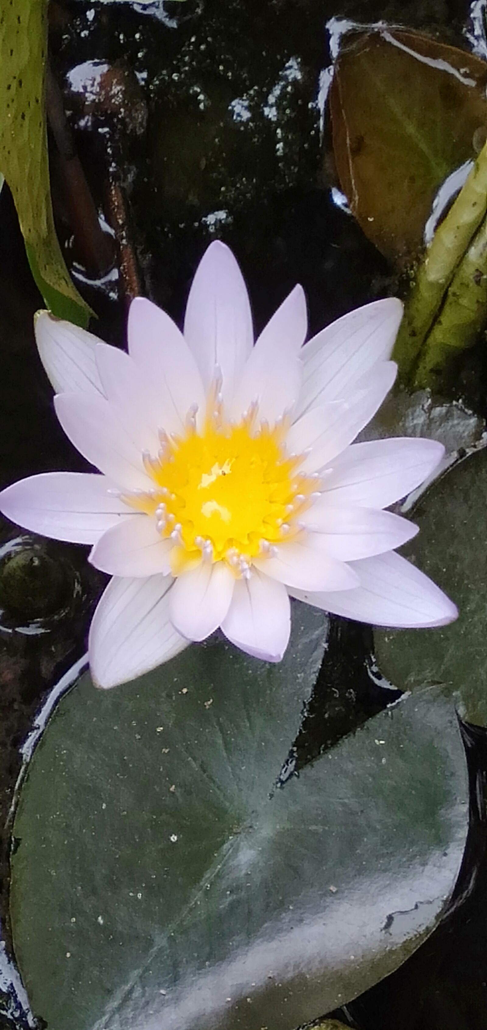 OPPO A3S sample photo. Lotus, flowers, nature photography