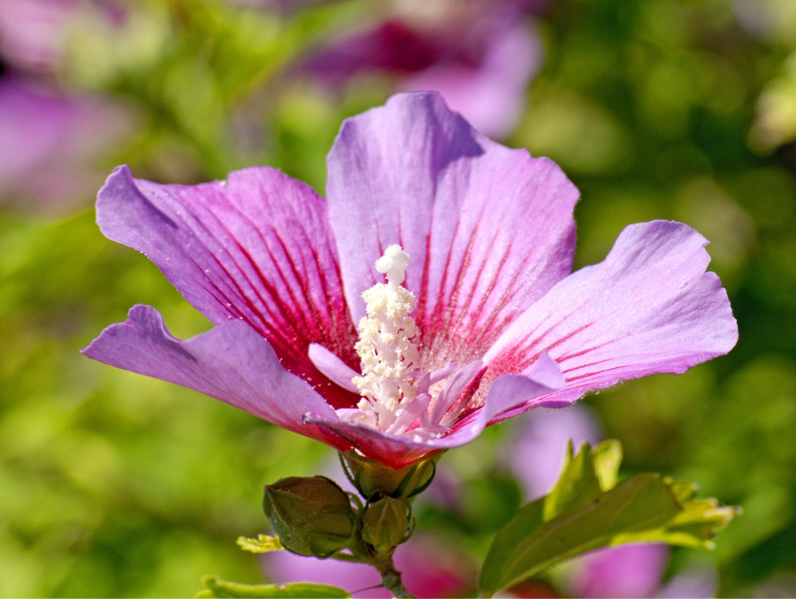 55.0-200.0mm f/4.0-f/5.6 sample photo. Hibiscus flower, blossom, bloom photography
