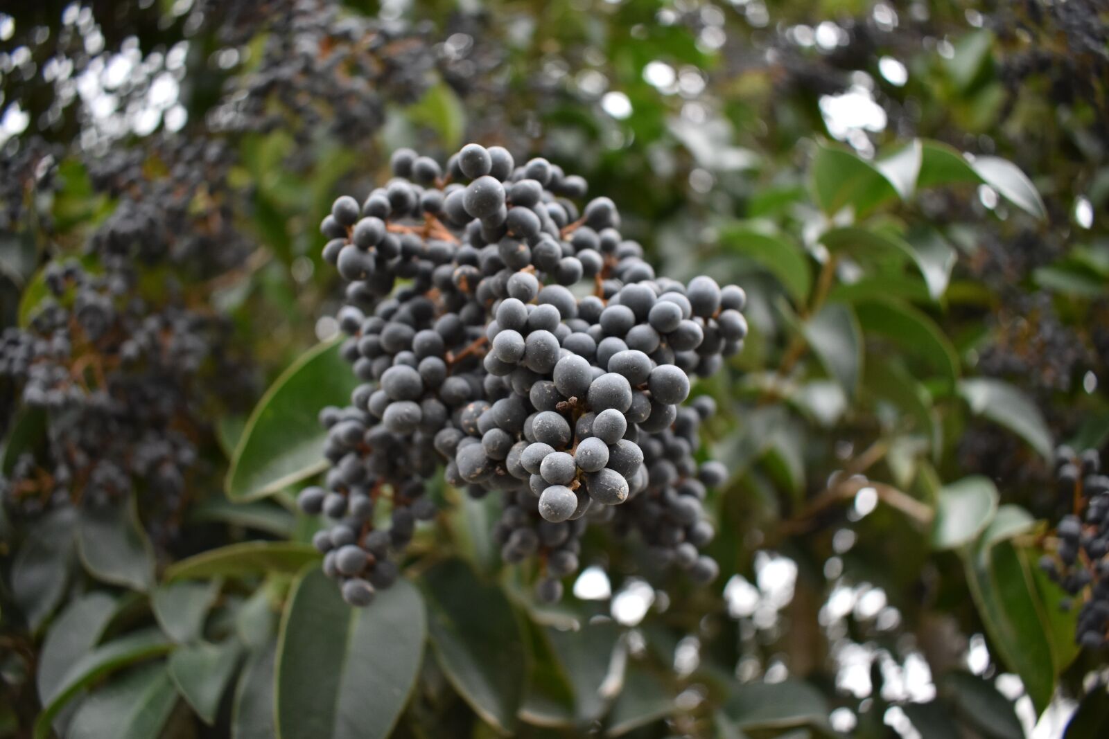 Nikon D3400 sample photo. Fruits, cloudy, tree photography