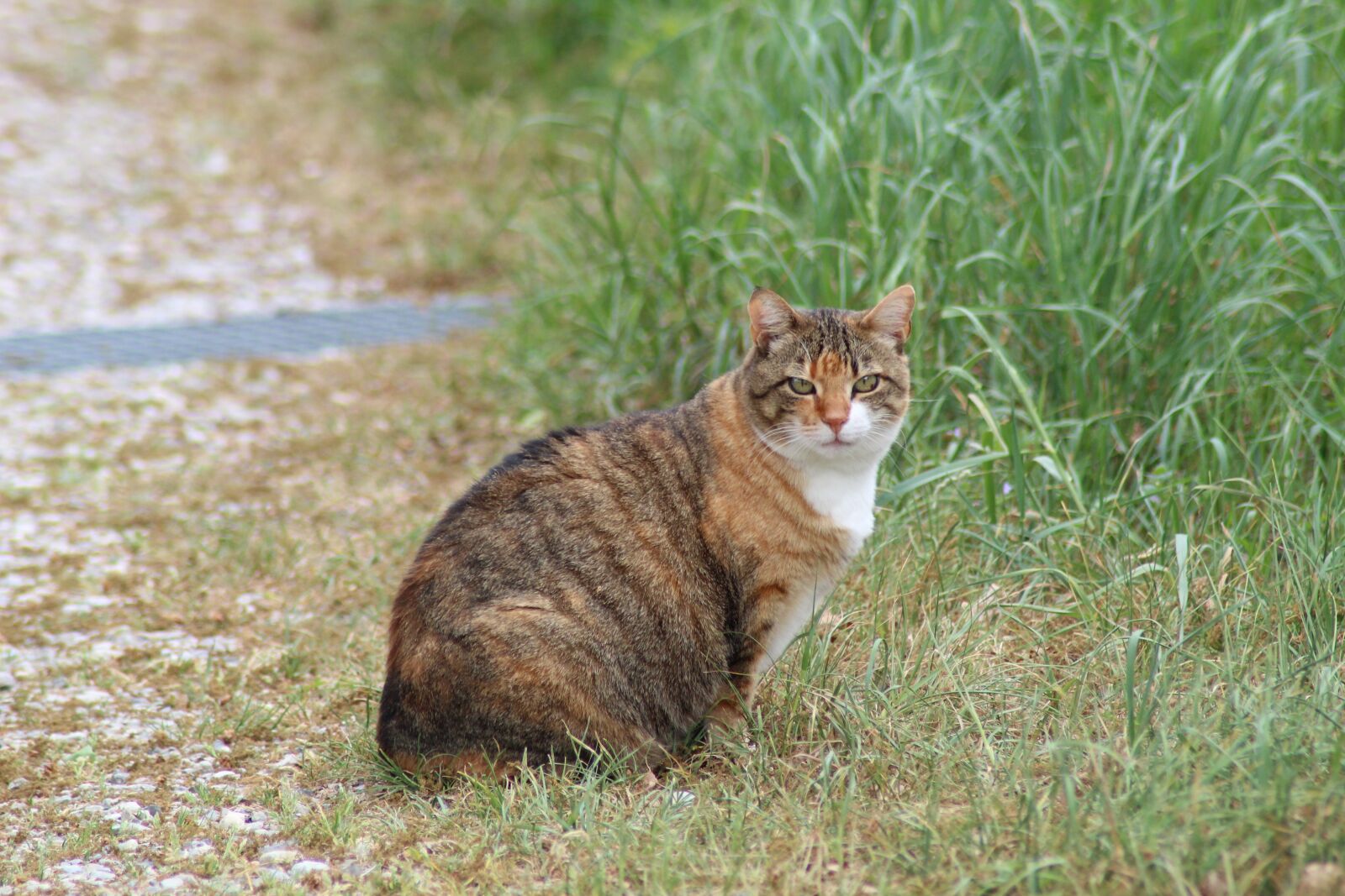 Canon EOS 1300D (EOS Rebel T6 / EOS Kiss X80) sample photo. Cat, animal, nature photography
