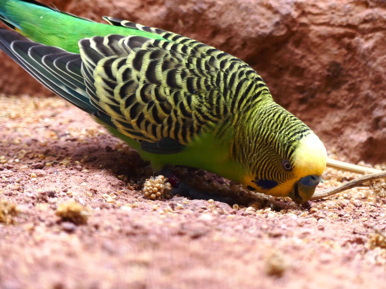 Panasonic Lumix DMC-FZ300 sample photo. Budgie, parakeet, green photography