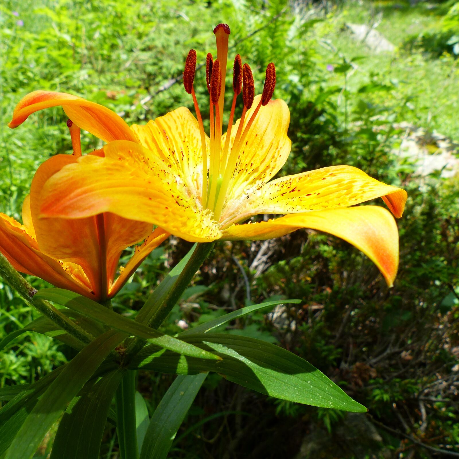 Panasonic Lumix DMC-FZ200 sample photo. Flowers, flora, nature photography