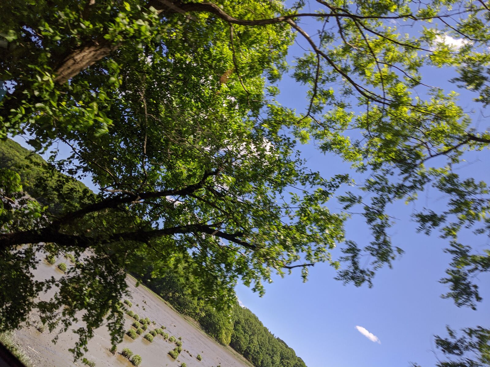 Google Pixel 3a XL sample photo. Tree, river, clouds photography