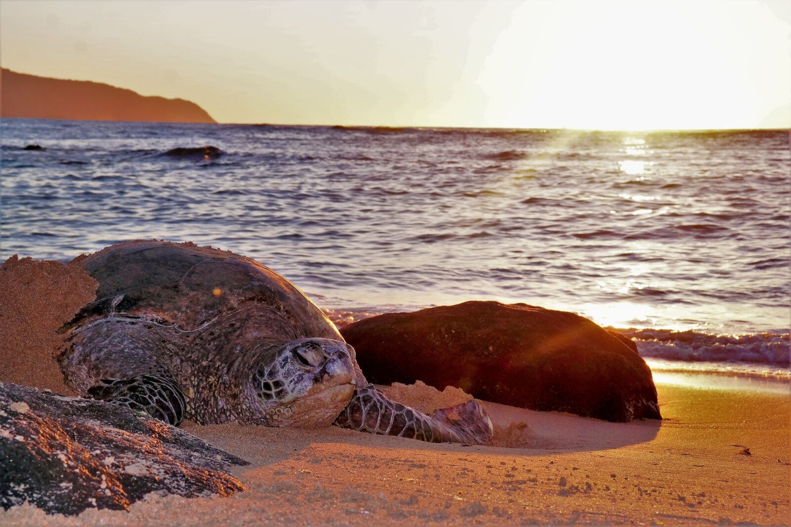 Samsung NX300 sample photo. Turtle, sea, hawaii photography
