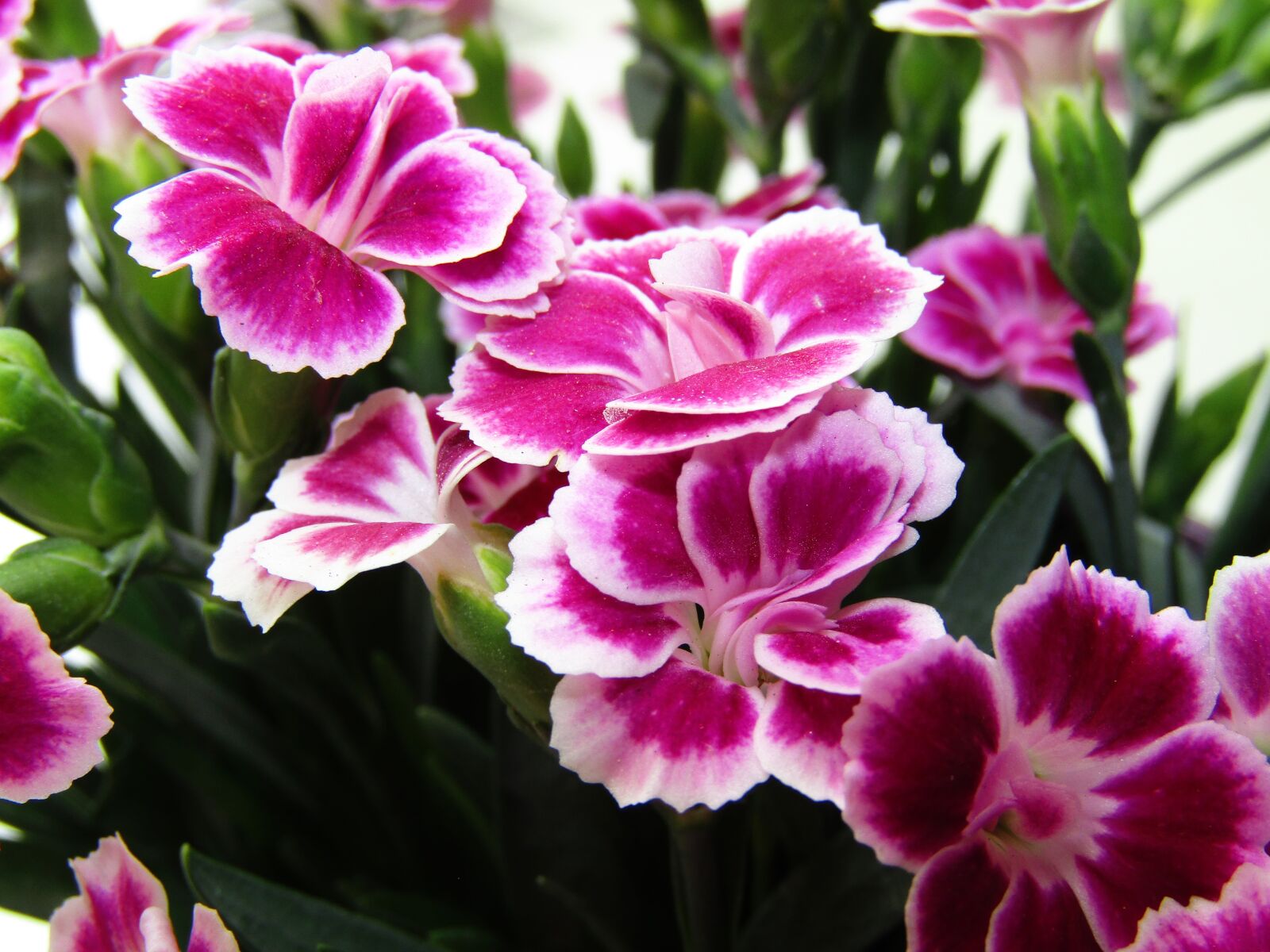 Canon PowerShot SX410 IS sample photo. Purple, flower, pink photography