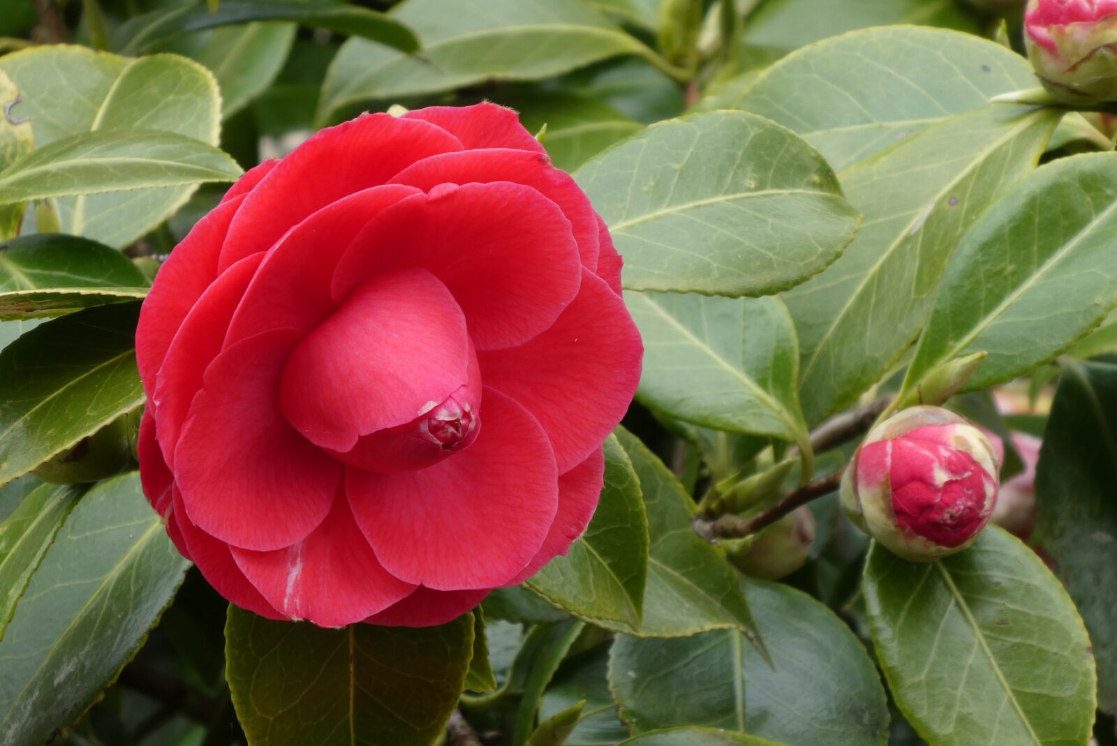 Panasonic Lumix DC-ZS70 (Lumix DC-TZ90) sample photo. Camellia, japanese rose, button photography