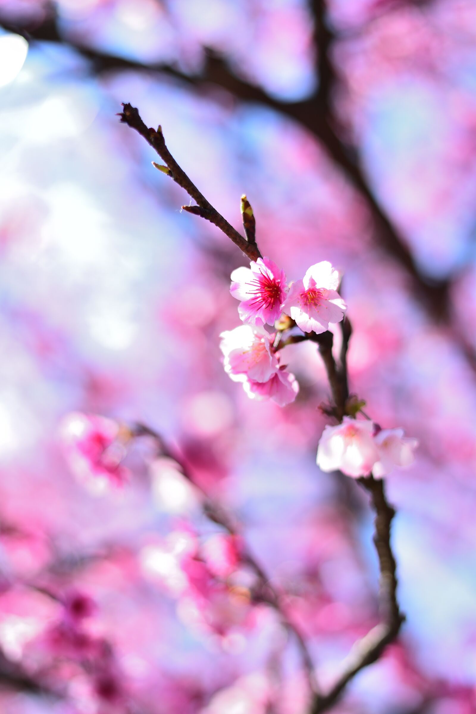 Nikon D750 sample photo. Plant, flower, cherry blossom photography