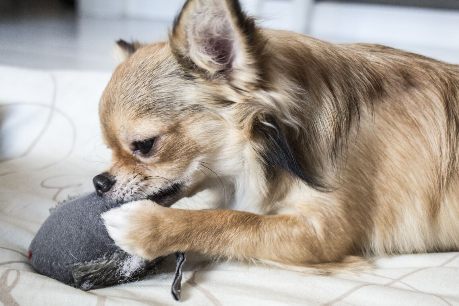 Canon EOS 600D (Rebel EOS T3i / EOS Kiss X5) sample photo. Animal, dog, chihuahua photography
