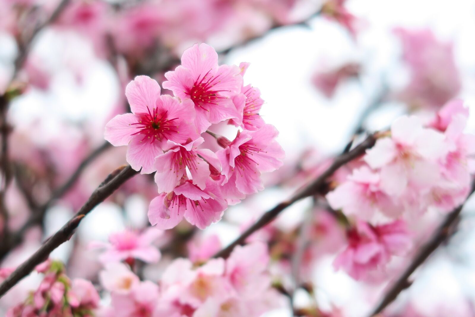 Canon PowerShot G7 X sample photo. Plant, flower, cherry blossom photography