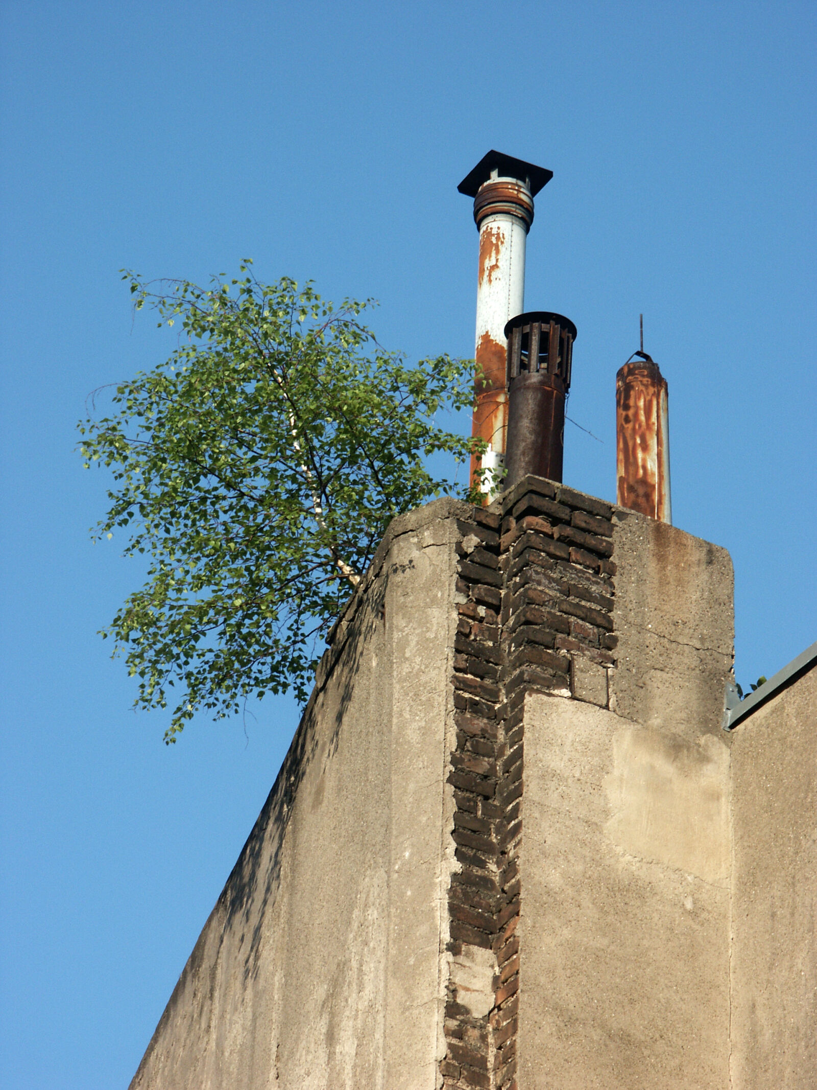 KONICA MINOLTA DiMAGE 7 sample photo. Birches, blue, blue, sky photography