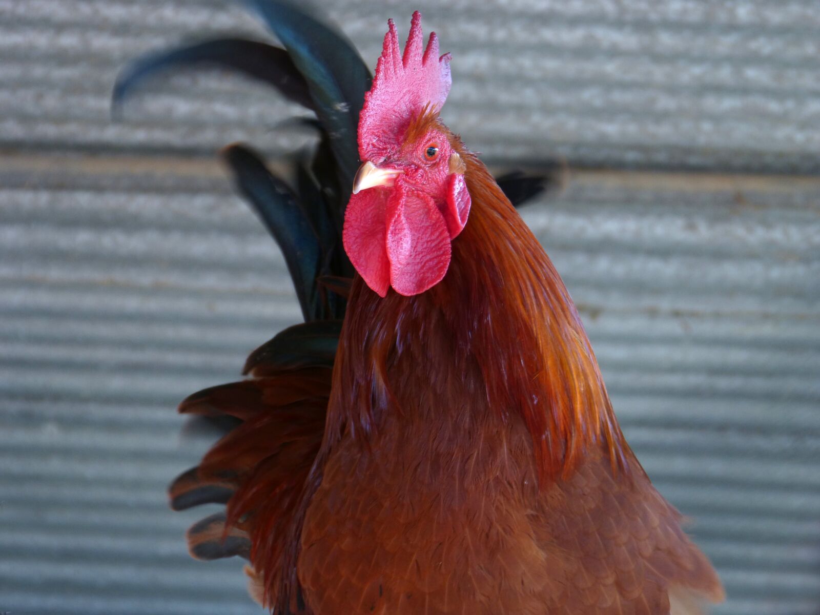 Panasonic DMC-FZ62 sample photo. Gallo, crest, poultry photography
