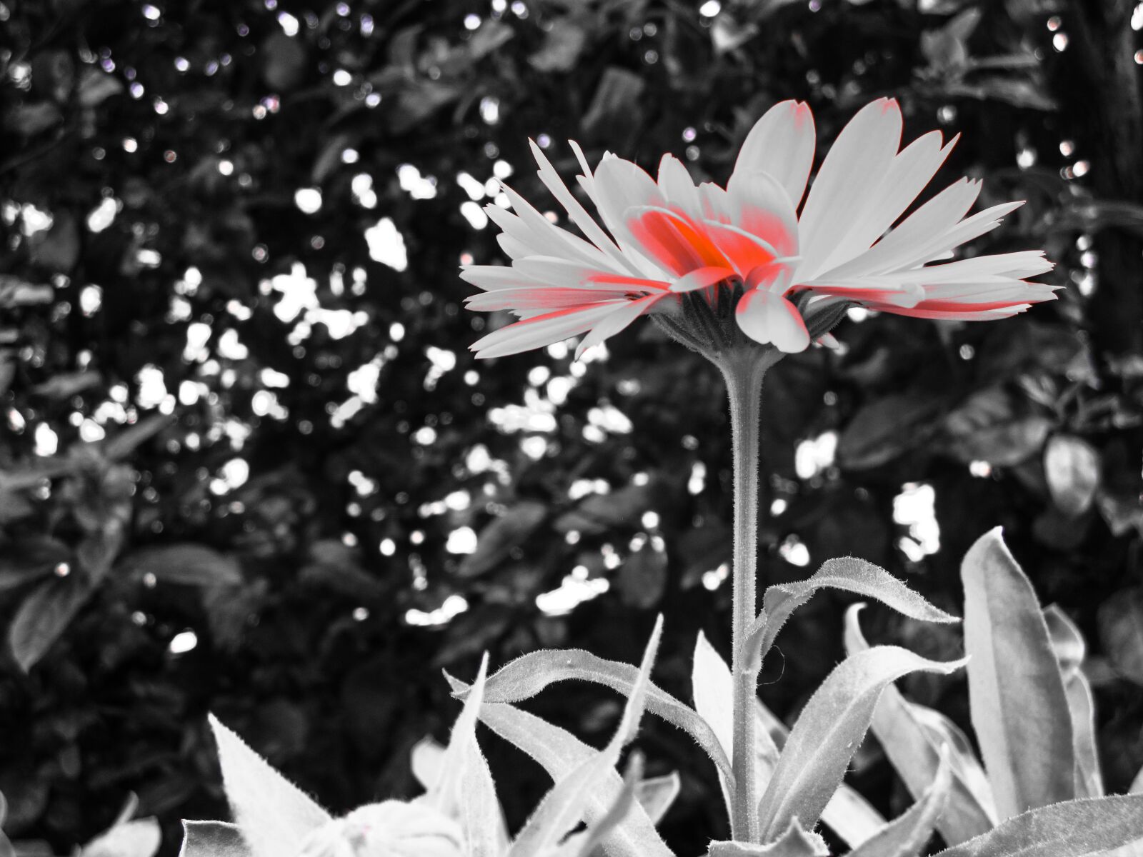 Canon PowerShot SD1400 IS (IXUS 130 / IXY 400F) sample photo. Calendula, flower, black and photography