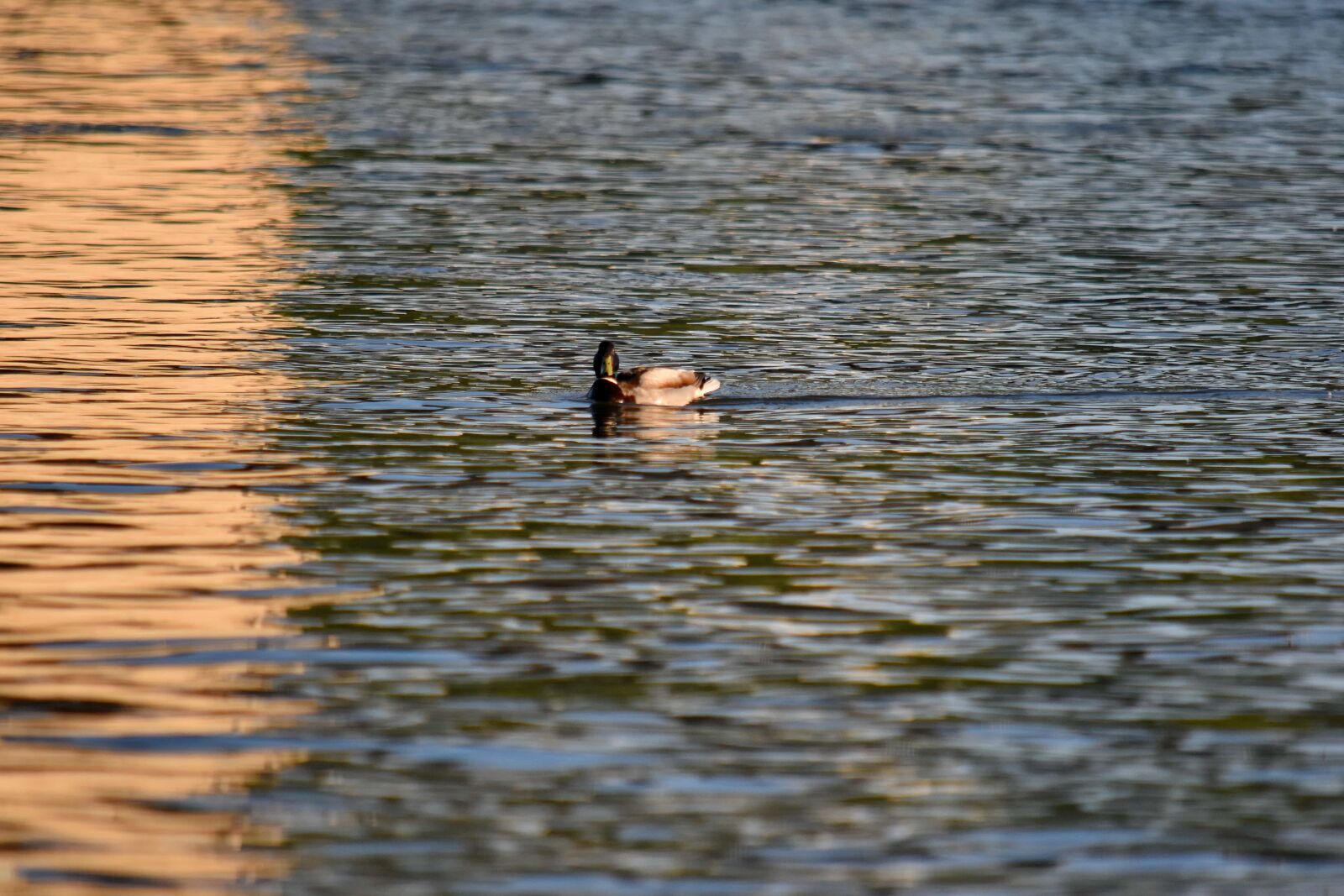 Nikon D5500 sample photo. Mallard, sunset, water, reflection photography