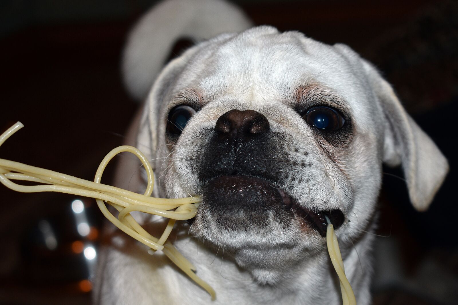 Nikon D3400 sample photo. Dog, doggy, puppy photography
