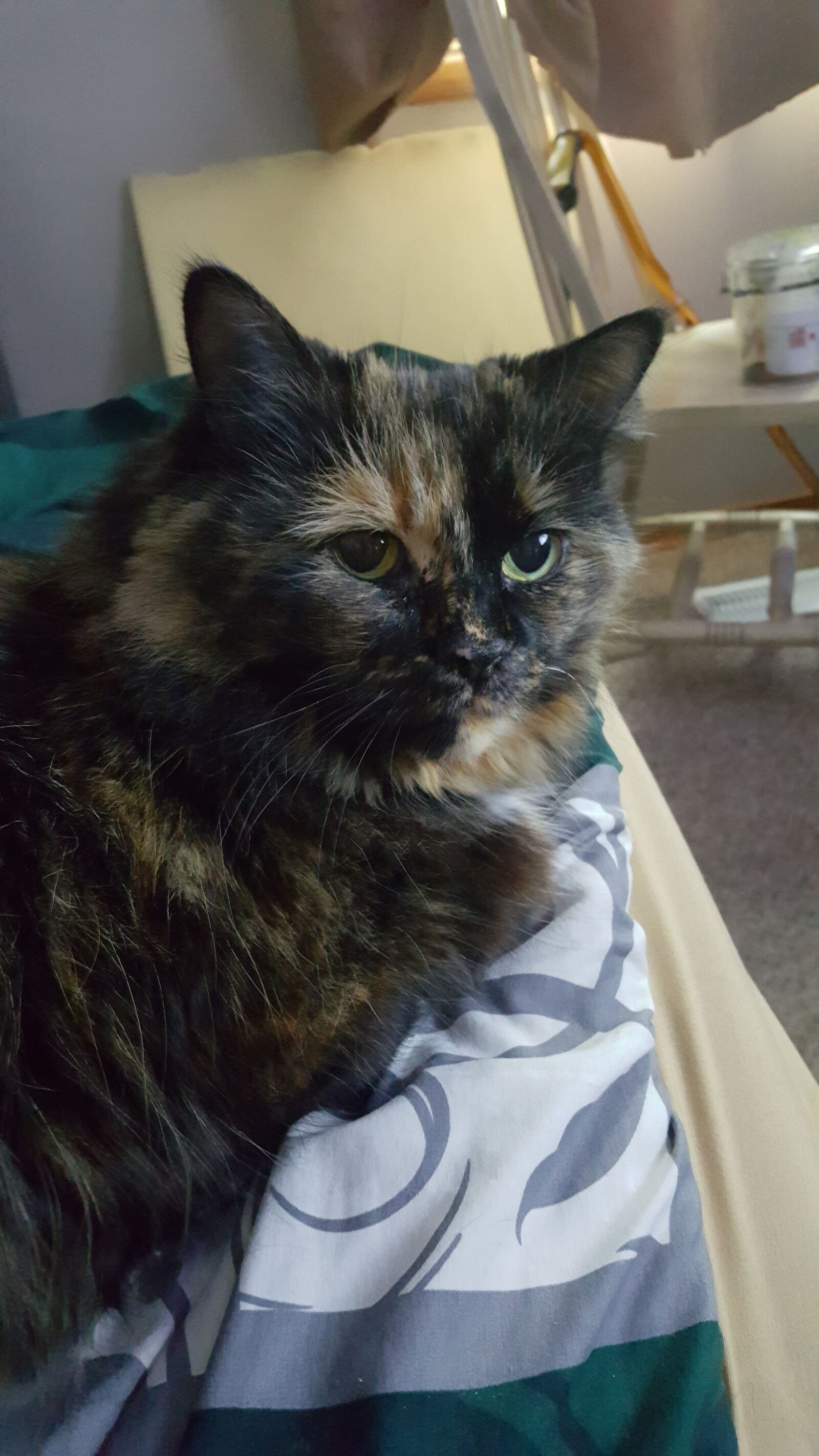 Samsung Galaxy S6 sample photo. Cat, curious, eyes photography