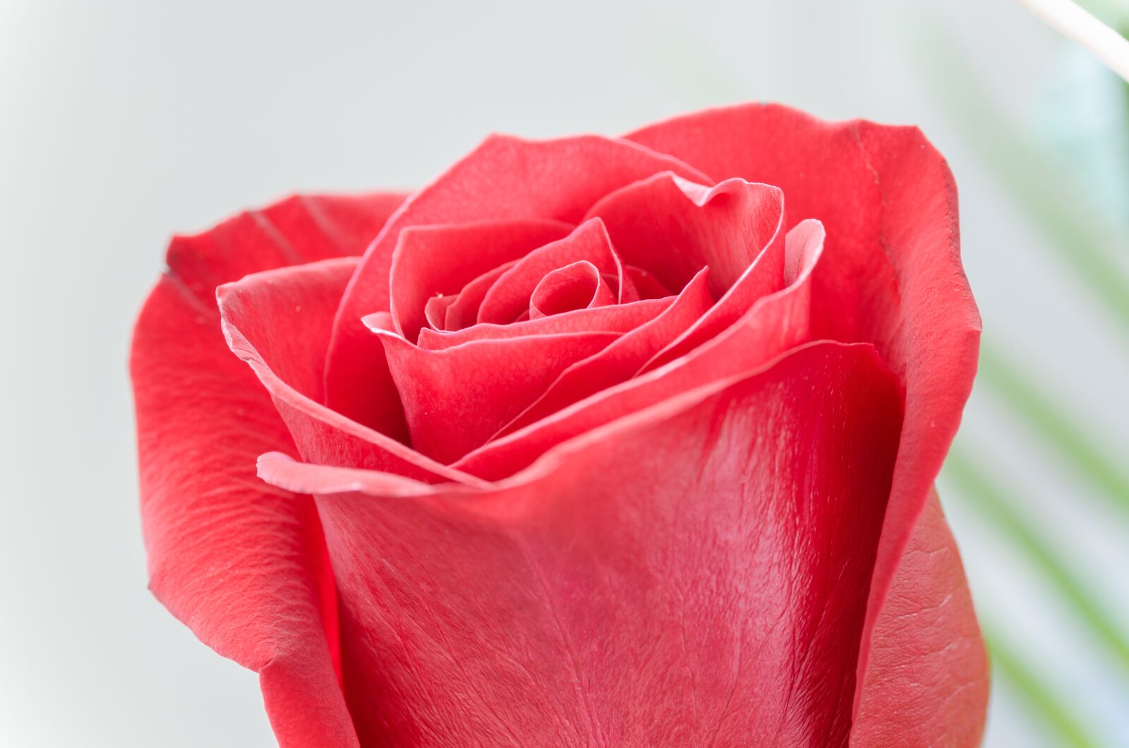 Nikon D5100 sample photo. Flower, rose, macro photography