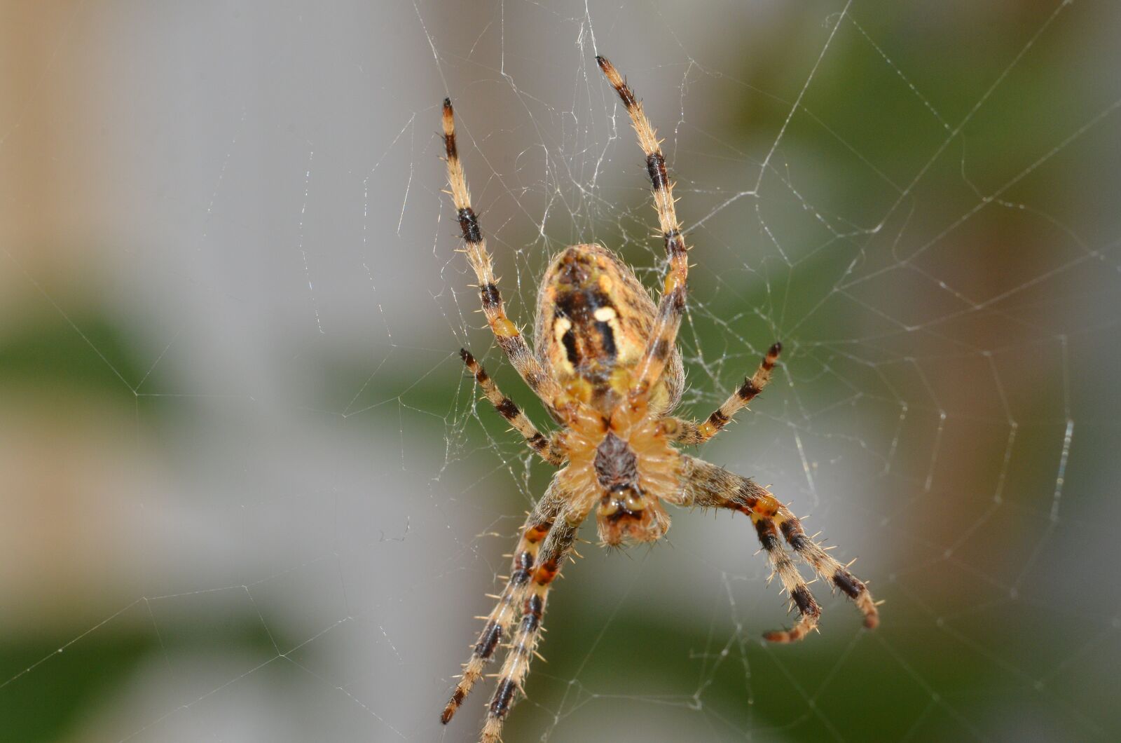 Nikon D7000 sample photo. Macro, spider, spider's web photography