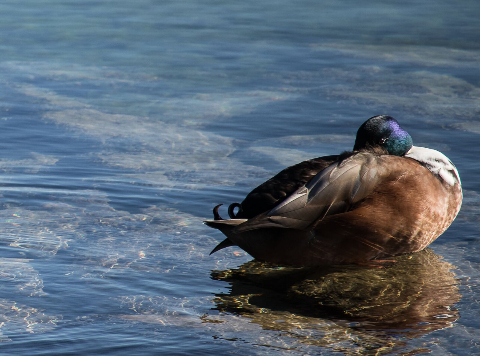 Canon EF-S 55-250mm F4-5.6 IS STM sample photo. Mallard, duck, water bird photography