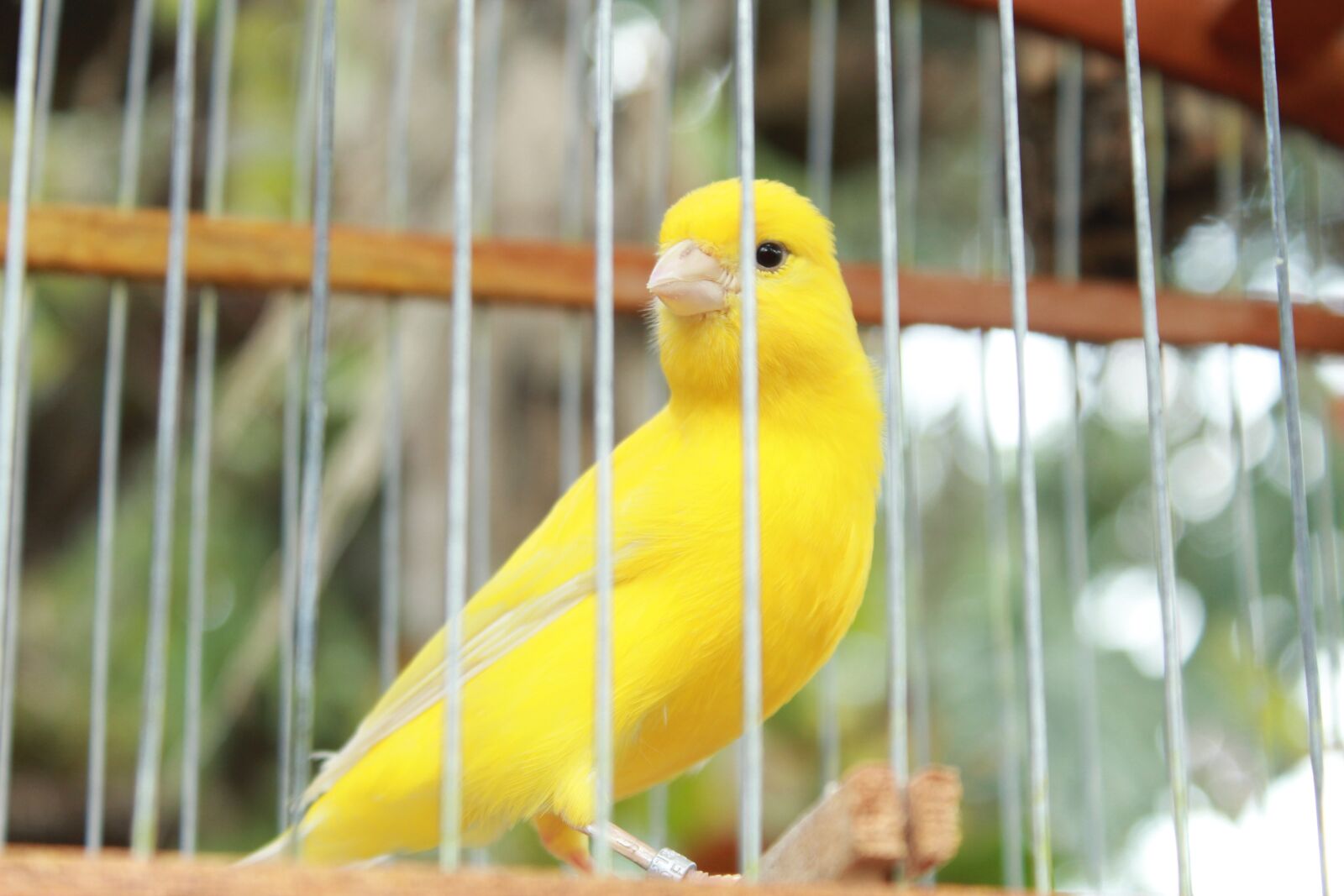 Canon EOS 1100D (EOS Rebel T3 / EOS Kiss X50) sample photo. Bird, yellow, canary photography