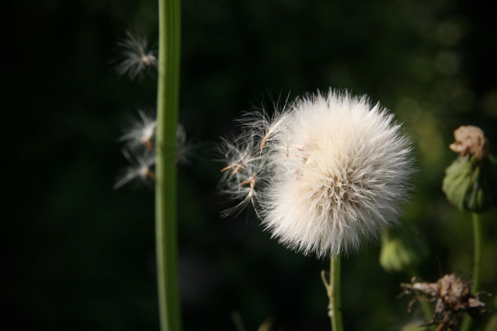 Canon EOS 400D (EOS Digital Rebel XTi / EOS Kiss Digital X) sample photo. Thistle, dandelion, flying seeds photography