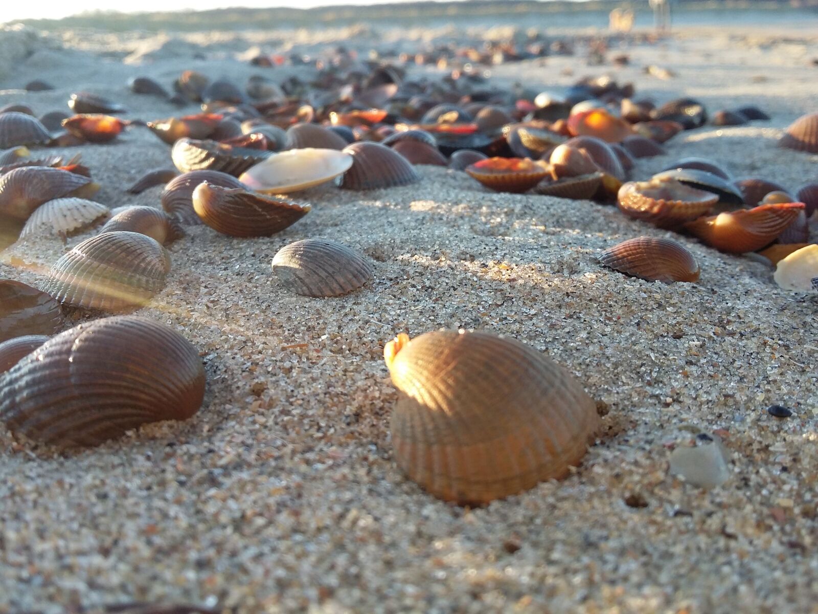 Samsung Galaxy Grand Prime sample photo. Mussels, beach, vacations photography