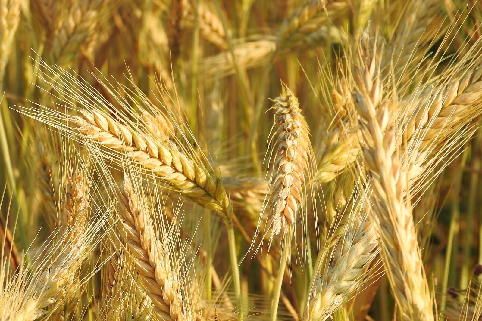 Nikon Coolpix P900 sample photo. Spike, cereals, cornfield photography