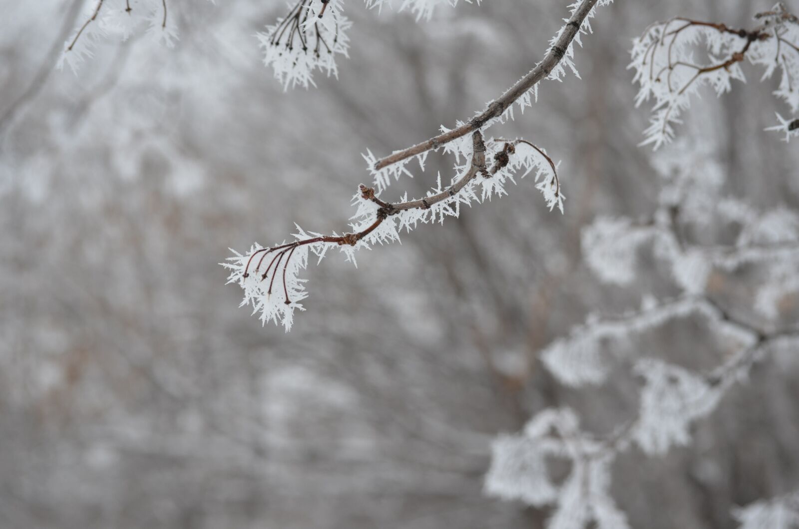 Nikon D5100 sample photo. Leann, landscape, winter photography