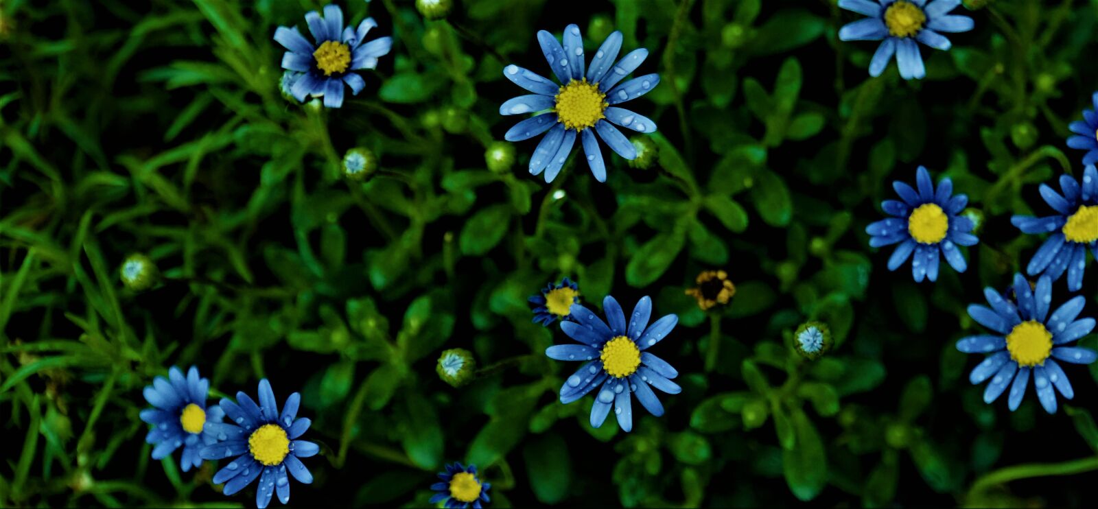 Sony E 18-200mm F3.5-6.3 OSS LE sample photo. Blue flowers, flowers, green photography