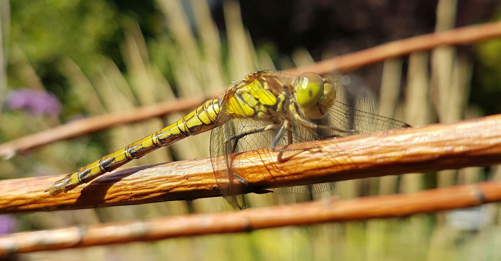 Samsung Galaxy S7 sample photo. Nature, dragonfly, insect photography