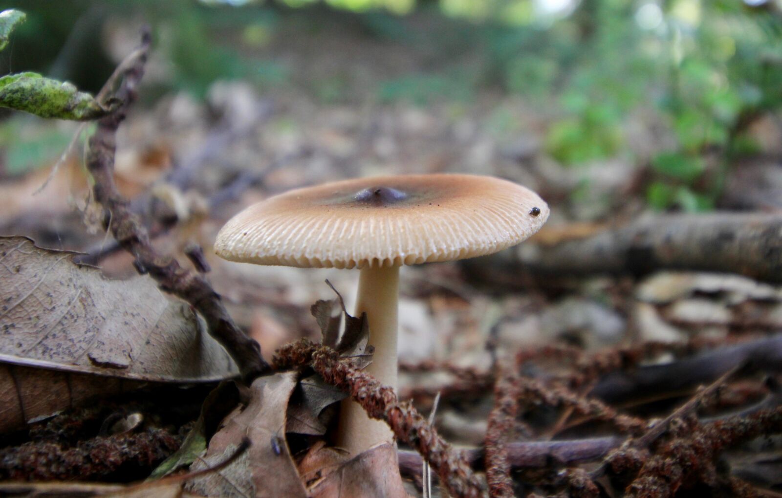 Canon EOS 60D sample photo. Mushroom, forest, autumn photography