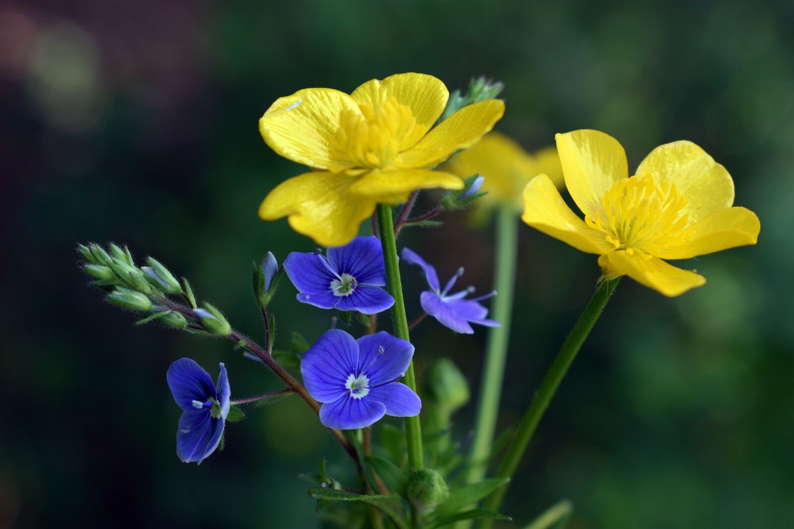 Nikon D3400 sample photo. Flowers, spring, petal photography