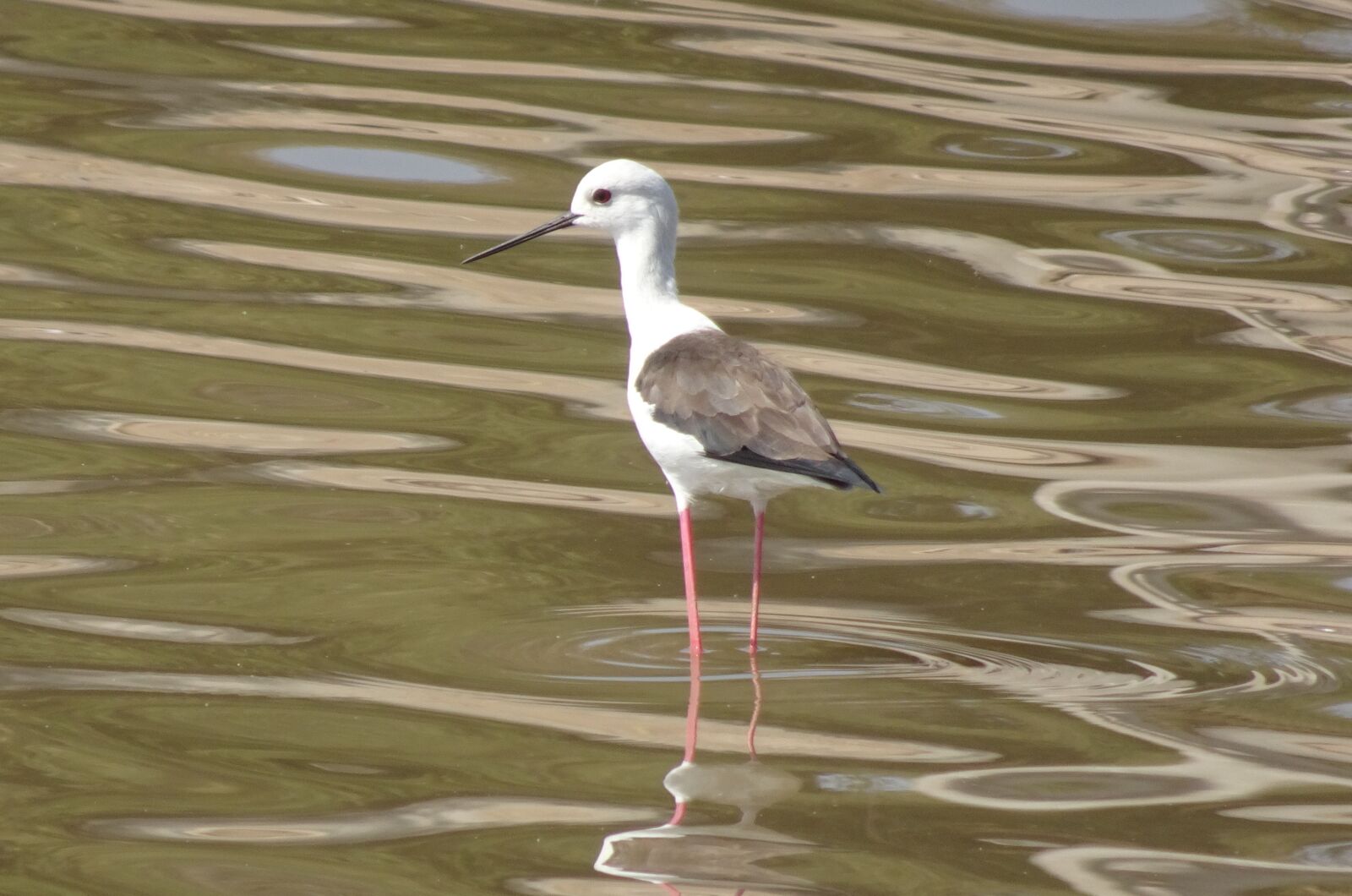 Sony Cyber-shot DSC-HX90V sample photo. Bird, black-winged stilt, common photography