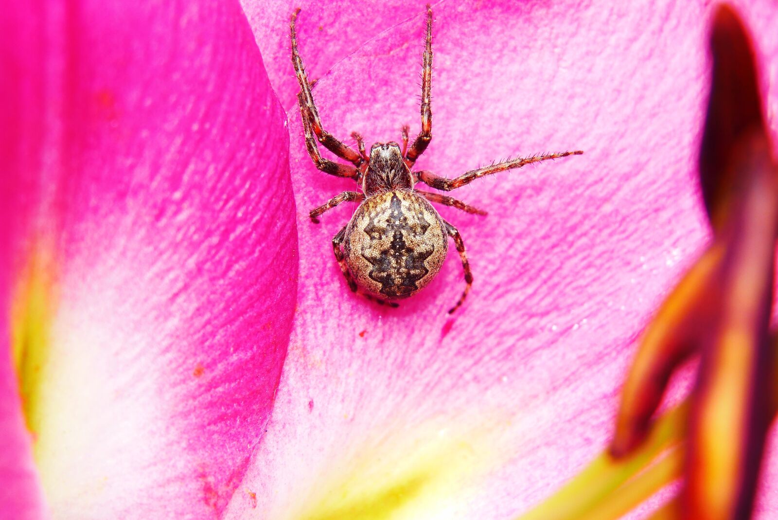 Panasonic Lumix DMC-FZ200 sample photo. Ko osz slit, spider photography