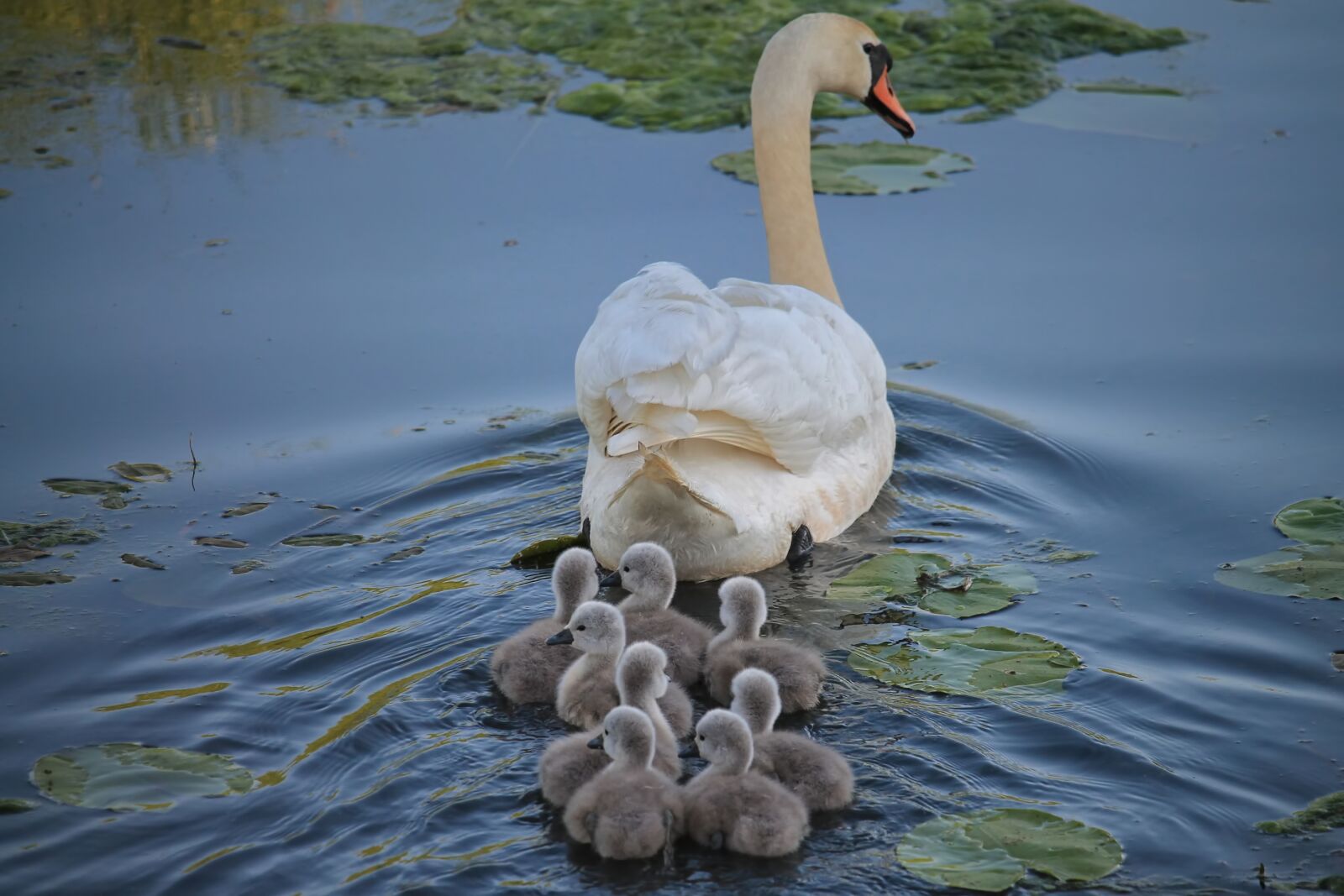 Canon EOS 1100D (EOS Rebel T3 / EOS Kiss X50) sample photo. Swan, chicken, swan k photography