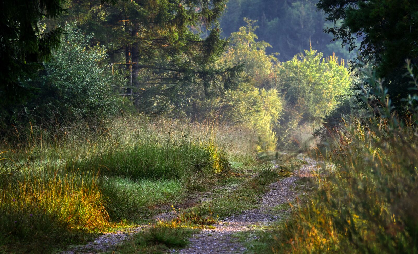 Panasonic Lumix DMC-GX8 sample photo. Forest, glade, away photography