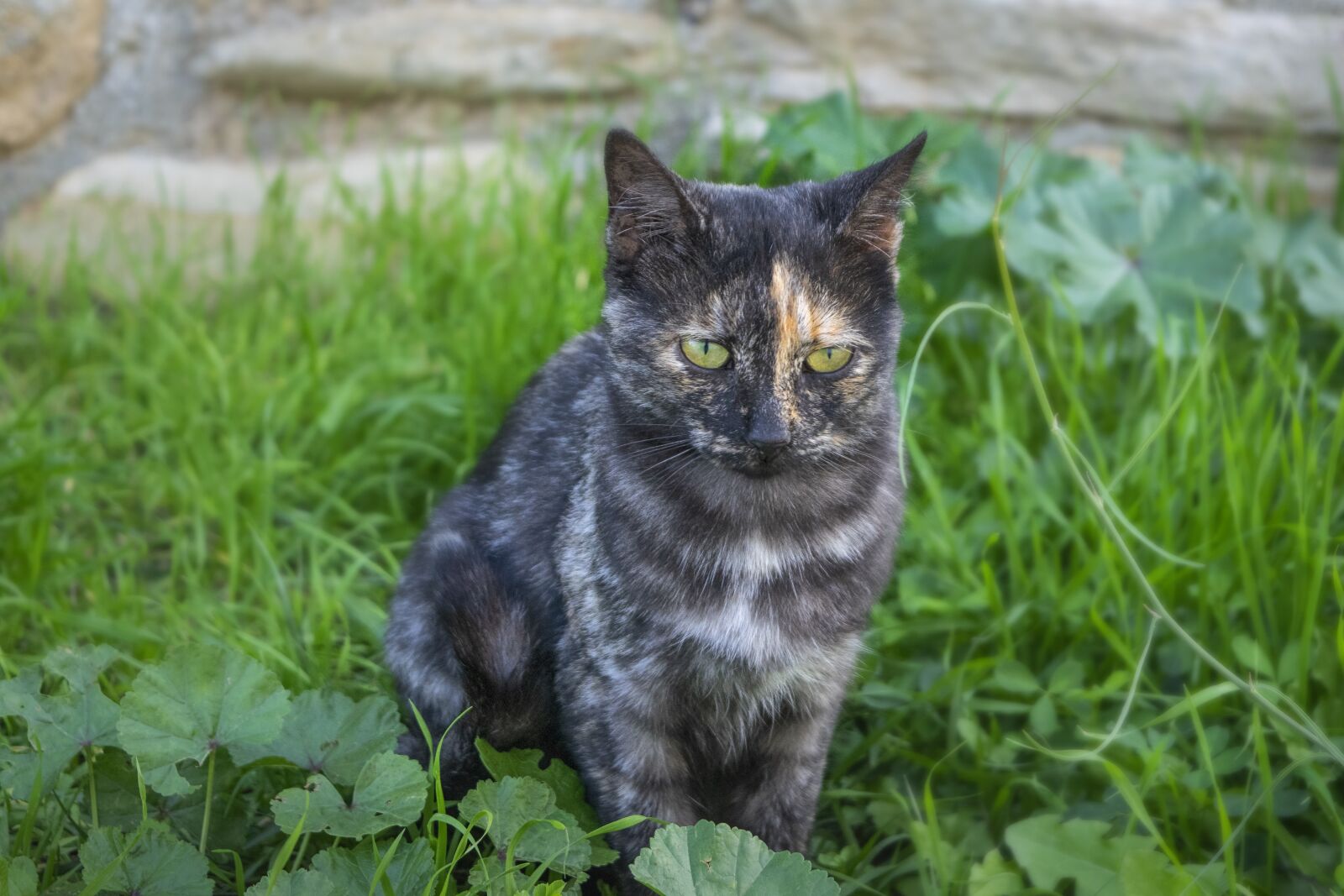Nikon D3300 sample photo. Cat, pet, feline photography