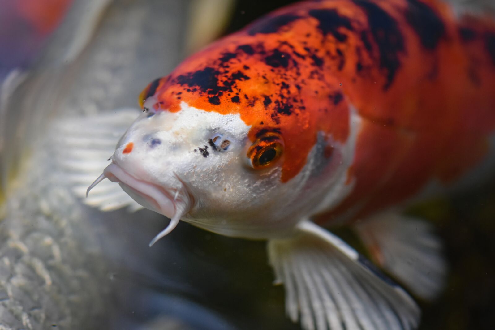 Nikon D7200 sample photo. Koi, pond, fish photography