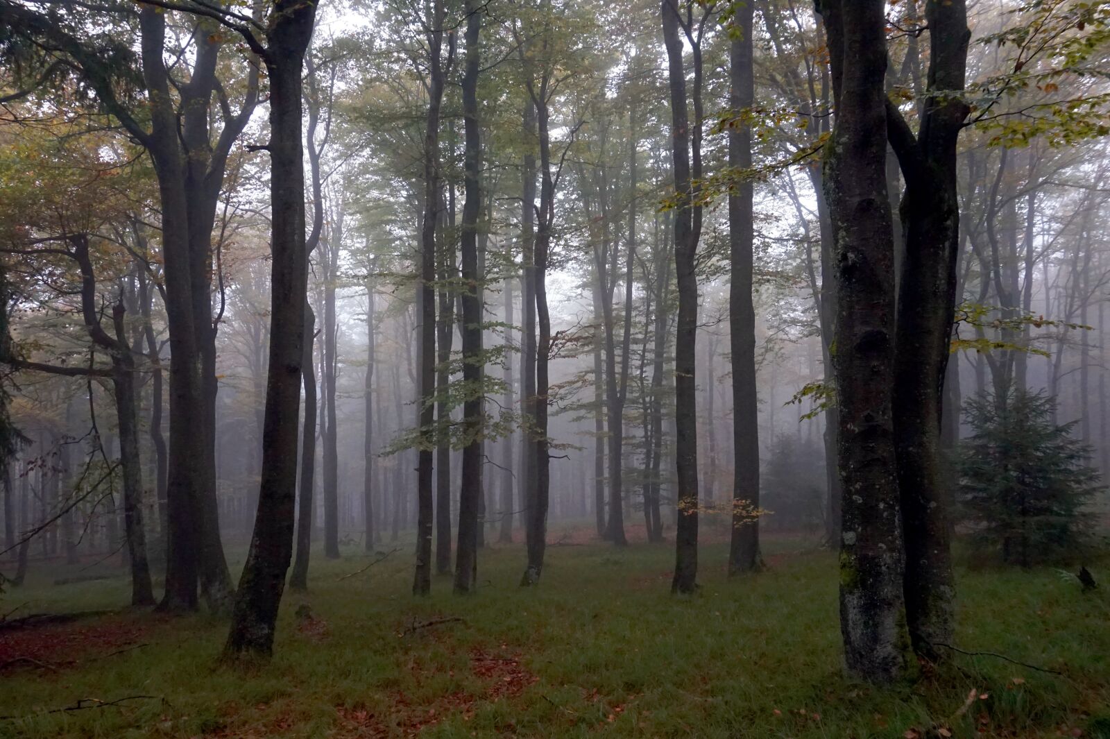 Sony Alpha a5000 (ILCE 5000) sample photo. Forest, fog, trees photography